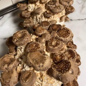 Shiitake L808 fruiting blocks from - L808 strain - a wide range commercial cultivar