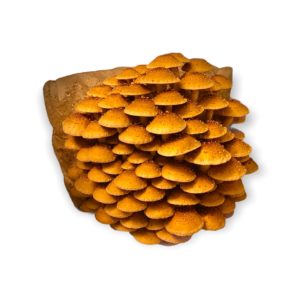 Large Chestnut Mushroom Cluster Grown From SoFlo Fungi's Chestnut Liquid Culture