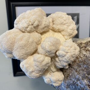 Lion's Mane - Liquid Culture Syringe