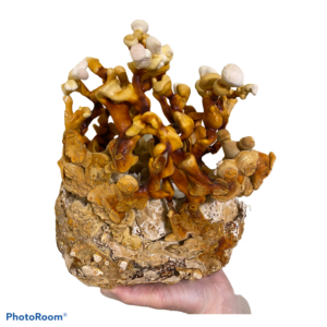 Antler Reishi (Ganoderma multipileum) - Liquid Culture Syringe