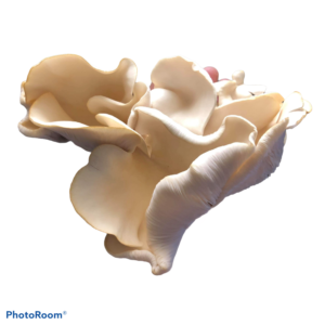 Popcorn Oyster (Pleurotus cornucopiae) - Liquid Culture Syringe