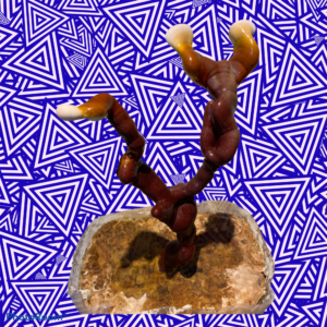 Red Reishi (Ganoderma lucidum) - Liquid Culture Syringe