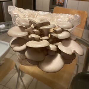 Blue Oyster Warm Weather (Pleurotus ostreatus) - Liquid Culture - Potential Commercial Strain