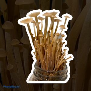 Golden Enokitake (Enoki) - fruiting from a jar during fruiting trials at SoFlo Fungi