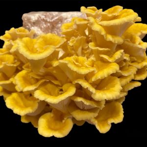 Golden Oyster (Pleurotus citrinopileatus) mushroom cluster isolated and grown by SoFlo Fungi