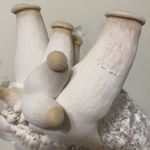 King Oyster (Pleurotus eryngii) mushroom cluster grown from SoFlo Fungi's isolated genetic sub-strain