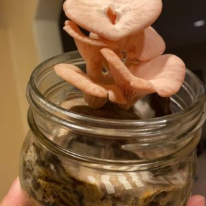 Pink Oyster (Pleurotus djamor) mushrooms grown on cardboard waste