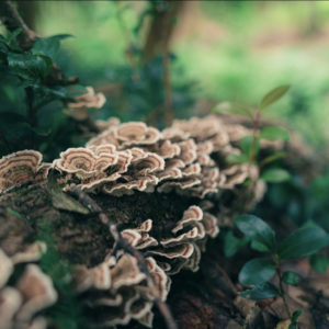 Wild Turkey Tail Mushrooms