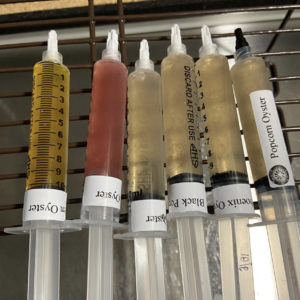 5 gourmet liquid cultures in front of flowhood