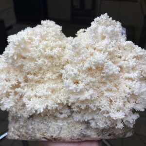 Comb Tooth (Hericium collaroides) - Liquid Culture Syringe