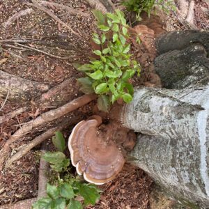 Florida Reishi (Ganoderma sp.) - Liquid Culture Syringe