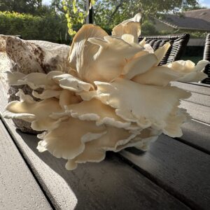 Parkland Phoenix Oyster mushroom first flush