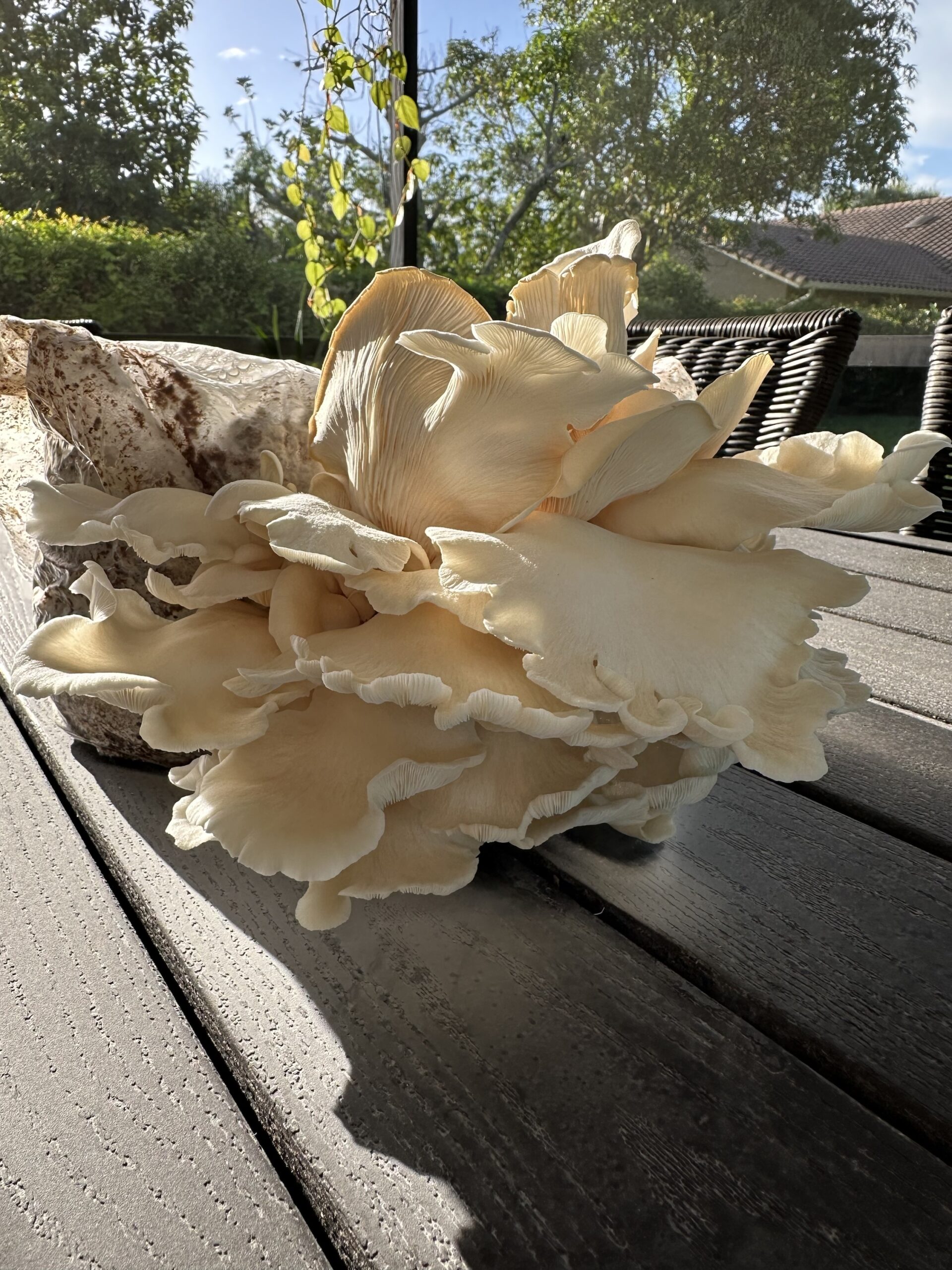Parkland Phoenix Oyster (Pleurotus pulmonarius) - Liquid Culture